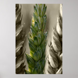 Pôster Trigo Weizen