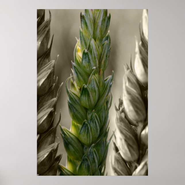 Pôster Trigo Weizen (Frente)