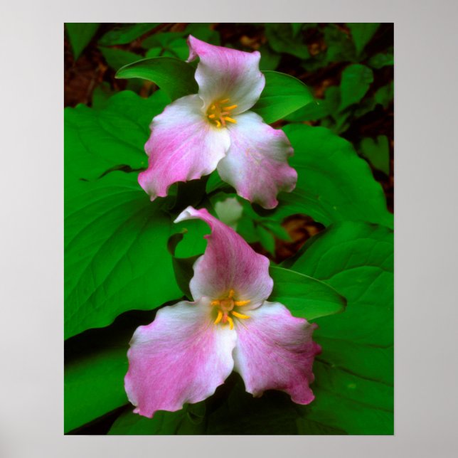 Poster Trilária Flor Silvestre (Frente)