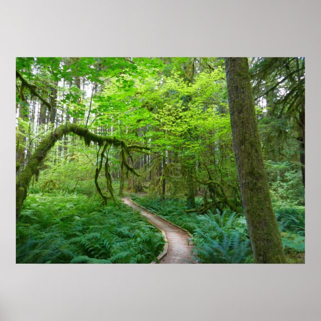 Poster Trilha Ancient Groves no Parque Nacional Olympic (Frente)