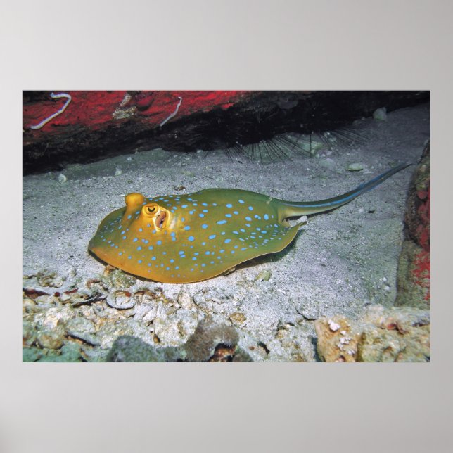 Poster Trilha Azul (Frente)