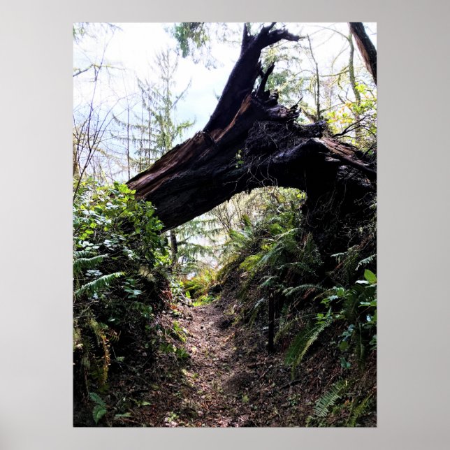 Poster Trilha de Loop da Floresta Costeira, Desapontament (Frente)