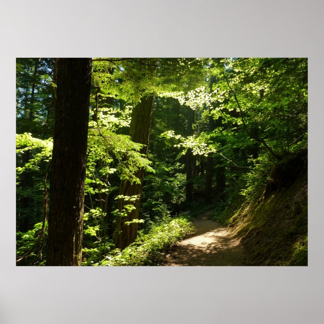 Poster Trilha de Silver Falls (Frente)