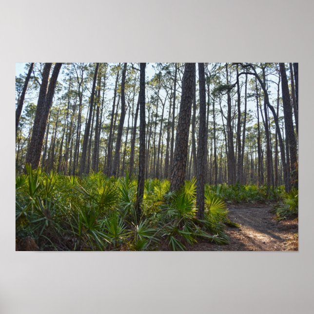 Poster Trilha do Parque Shell Mound, Ilha Dauphin, Al (Frente)