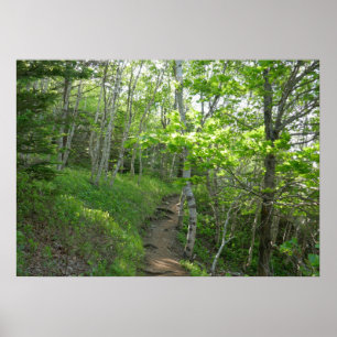 Poster Trilha Florestal no Parque Nacional de Acadia