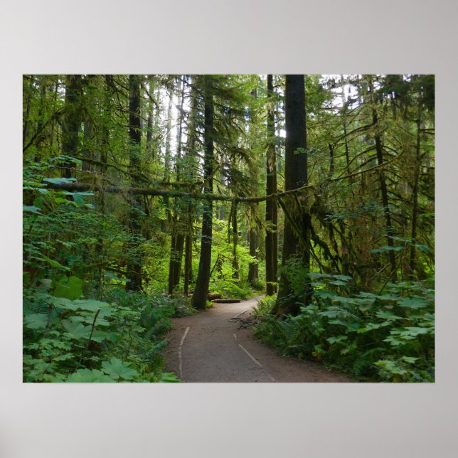 Poster Trilha para Marymere Falls I (Frente)