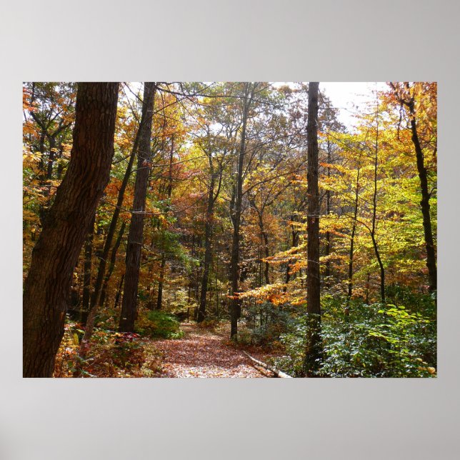 Poster Trilha Sunlit Fall no Parque Estadual Laurel Hill (Frente)