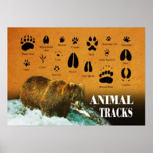 Poster Trilhas animais