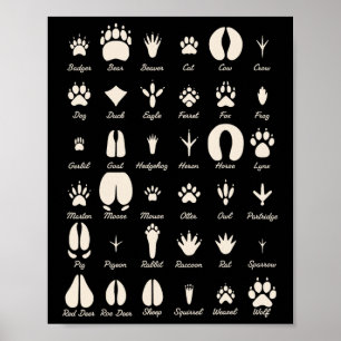 Poster Trilhas de Animais S Animais Comuns e Trilhas de A