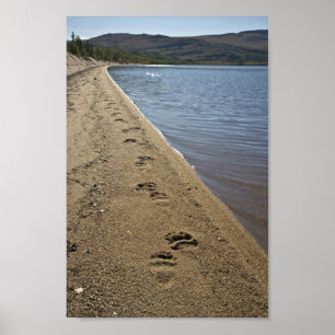 Poster Trilhas do urso de urso, lago Sithylemenkat