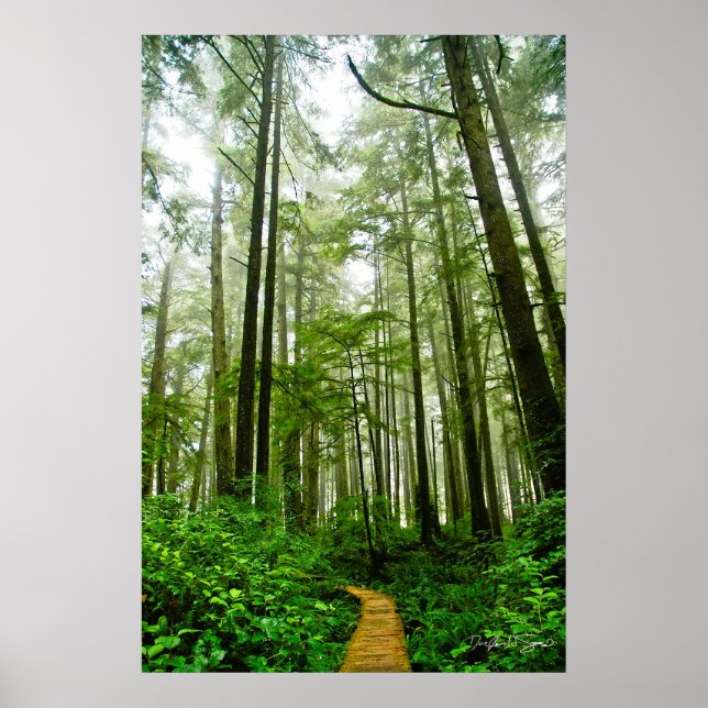 Poster Trilhos, Árvores e Histórias Sem Fim da Floresta C (Frente)