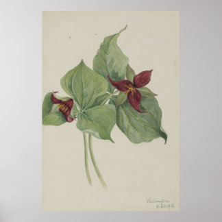 Poster Trilium Vermelho (Trillium erectum)