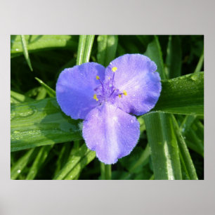 Poster Tríllio Primaveril Molhado Flor Silvestre
