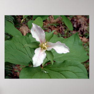 Pôster Trillium