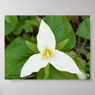 Pôster Trillium