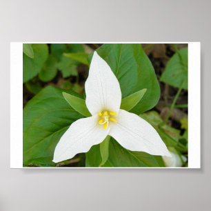 Pôster Trillium