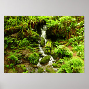 Pôster Trillium Falls no Parque Nacional de Redwood