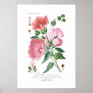 Poster Trimestris do Lavatera e trifida de Malope