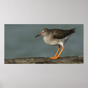 Pôster Tringa Totanus do Redshank