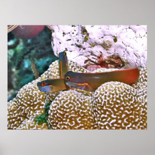 Poster Trio Blenny de Ponta