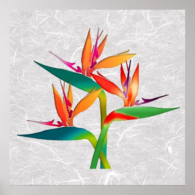 Poster Trio de Aves do Paraíso (Frente)