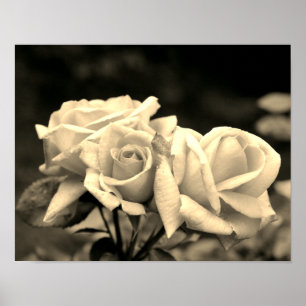Poster Trio de Botões de Rosa em Sepia