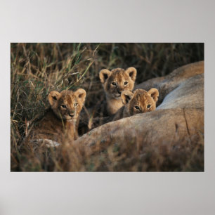 Poster Trío de cachorros de leão com a mãe