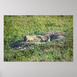 Poster Trio de Cães da Pradaria, Parque Nacional Badlands