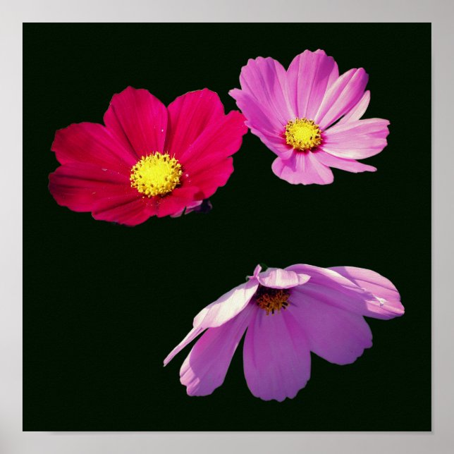 Poster Trio de Flores de Cosmos Flutuantes  (Frente)