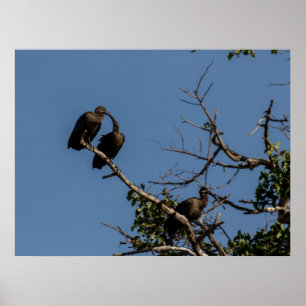 Poster Trio de Hamerkops na Canopia