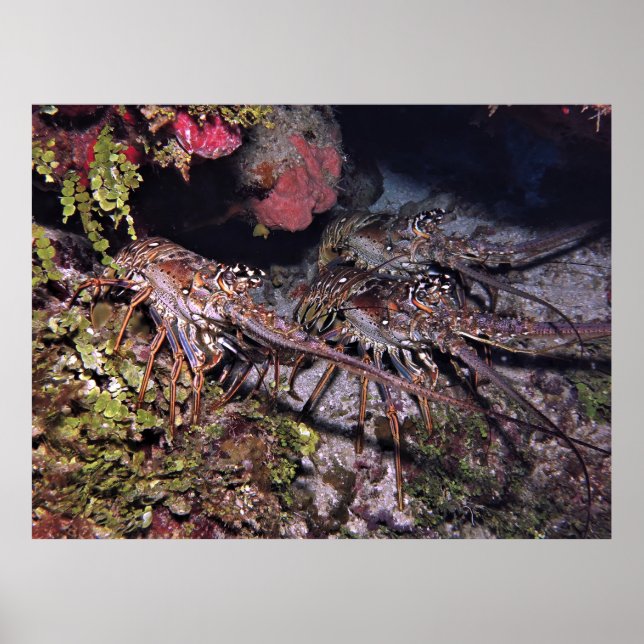 Poster Trio de lagosta (Frente)