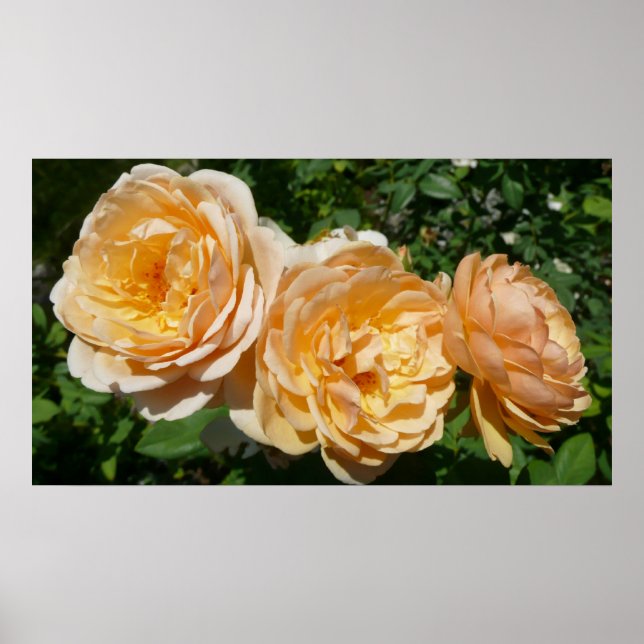 Poster Trio de Rosas de pêssego Floral (Frente)