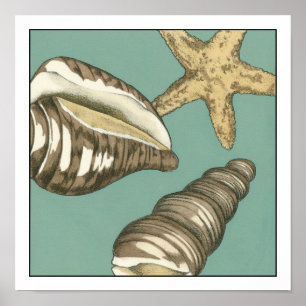Poster Trio de Shell Pequeno no Teal