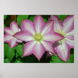 Poster Trio de Vinha-Primavera branca e rosa-clematis