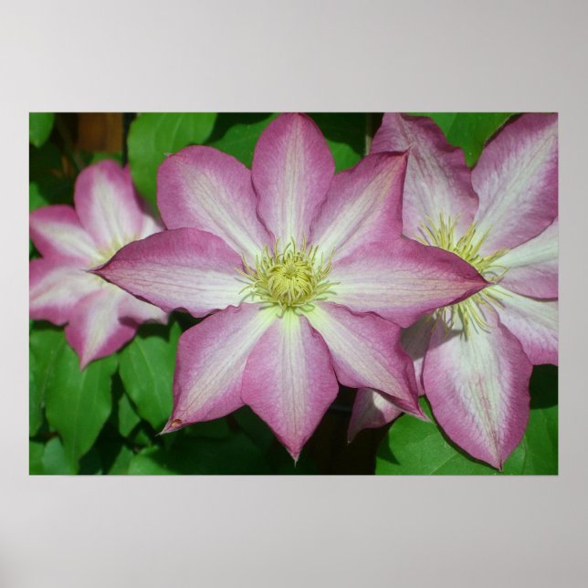 Poster Trio de Vinha-Primavera branca e rosa-clematis (Frente)