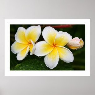 Poster Trio do Plumeria
