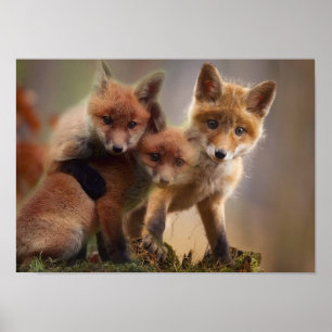 Poster Tripletes Foxy