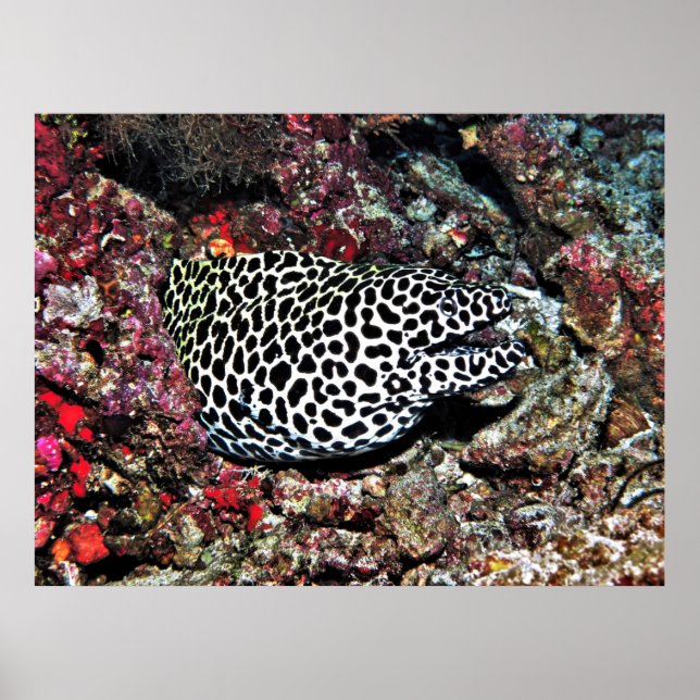 Poster Trippy Leopard Moray (Frente)