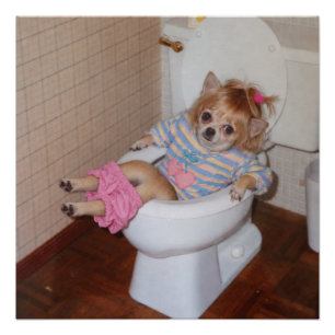 Pôster Triunfo no Vaso do Chihuahua Retro de Heather-Lynn