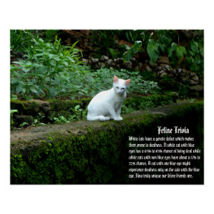 Pôster Trivia de Gato Branco