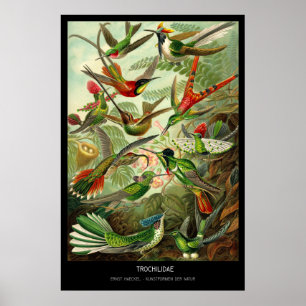Poster Trochilidae - placa 99 - der Natur de Kunstformen