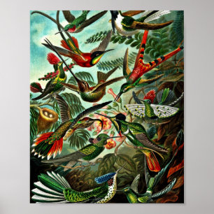 Poster Trochilídeos - Aves