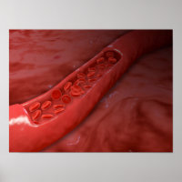 Troço Da Artéria Com Fluxo De Células Do Sangue Ve