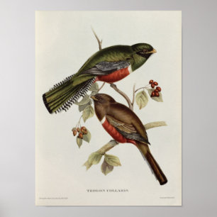 Poster Trogon Collaris