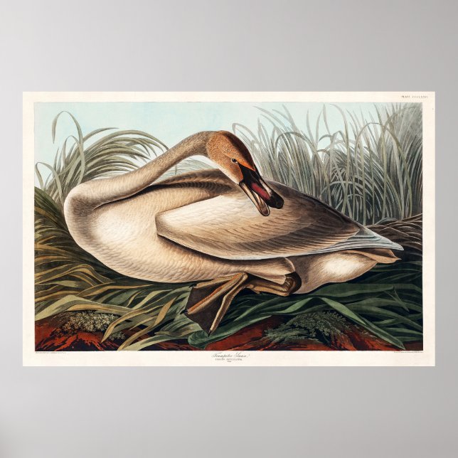 Poster Trompeter Swan por John James Audubon (Frente)