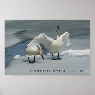 Poster Trompeter Swans no norte Michigan