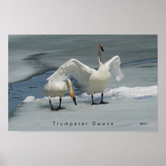 Poster Trompeter Swans no norte Michigan (Frente)
