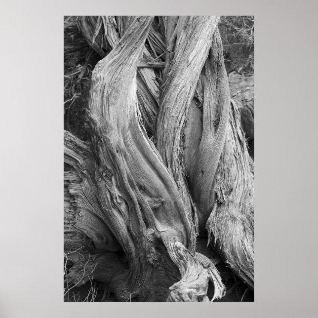 Pôster Tronco de Juniper (Frente)