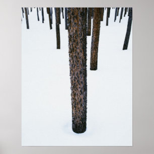 Poster Troncos de árvore na neve