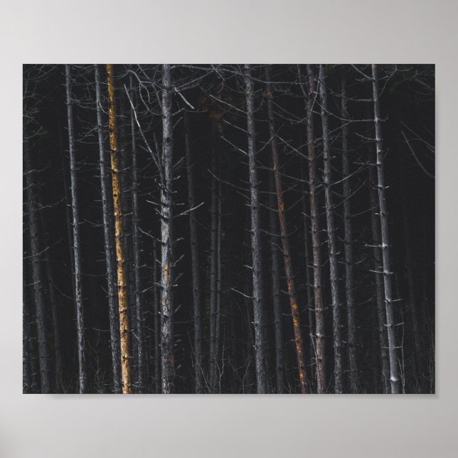 Poster troncos de prata e de árvores de ouro (Frente)